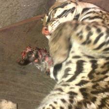 Cunaguaro mutilado zoologico "El Pinar"